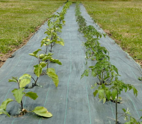 Toile de Paillage verte 1.05m Toile de Paillage verte 1.05m